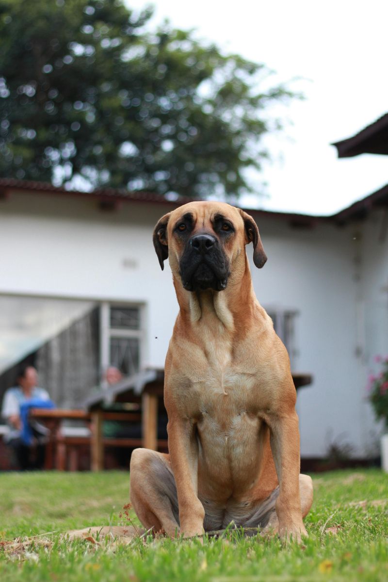 Boerboel