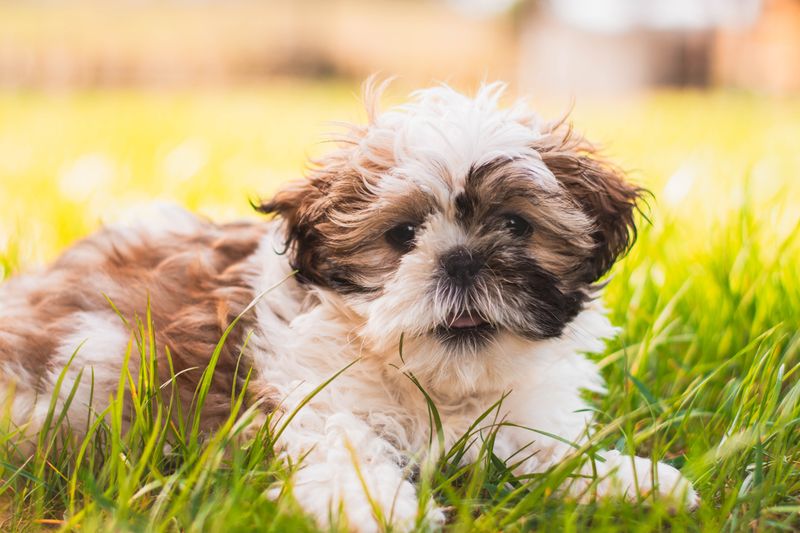 Forget the dog that keeps everyone on their toes - These breeds can make home feel noticeably calmer 7 Shih Tzu