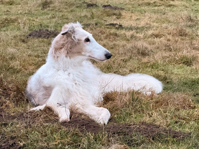 Before unclipping the leash, remember what some of these dogs were originally bred to chase 12 Borzoi: The Wolf Hunter With Swift Feet