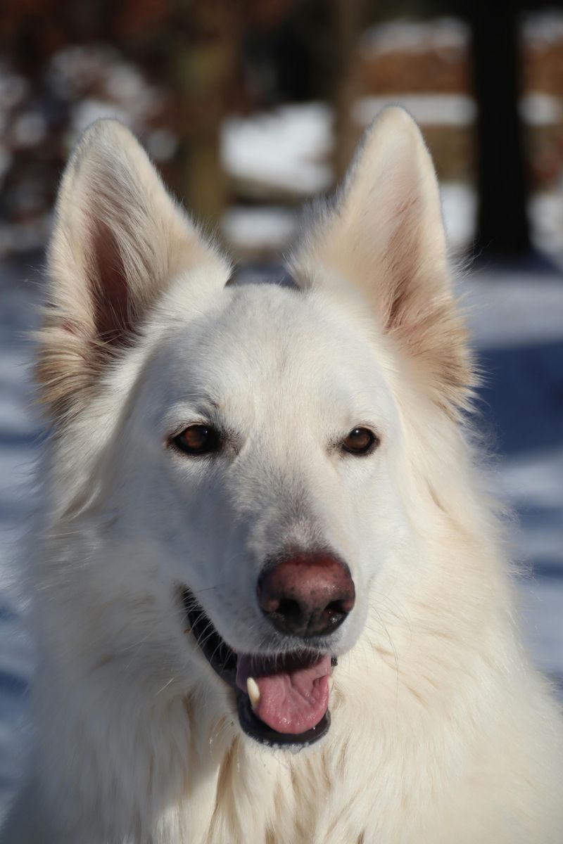 White Swiss Shepherd