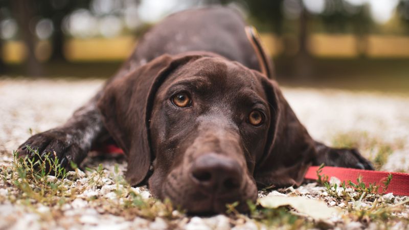 German Shorthaired Pointer