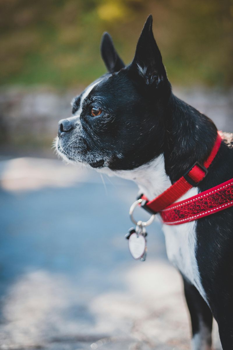 Boston Terrier