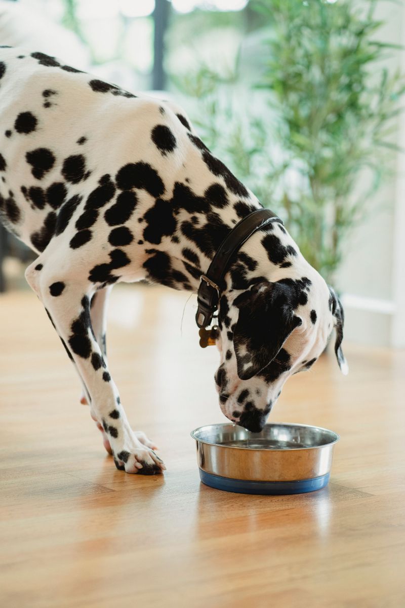 Dry winter air is coming, so here are 9 ways to stop your dog's itchy, flaky skin 7 Keep the Water Bowl Full and Fresh
