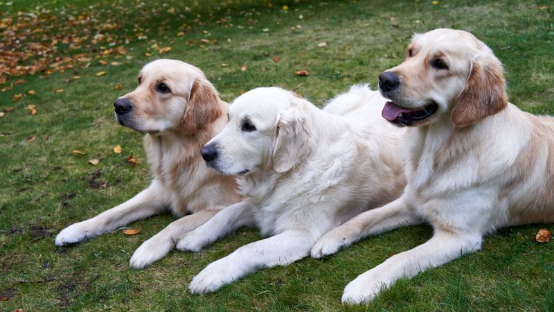 Some dog breeds are perfectly happy slowing life down once the adventure is over 5 Golden Retriever