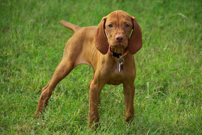 Some dog breeds don't hide what they're feeling - and owners appreciate them for it 3 Vizsla
