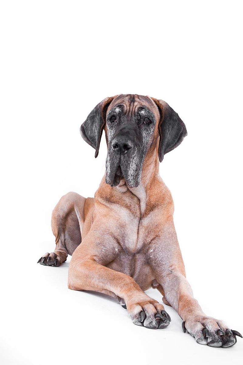 Great Dane