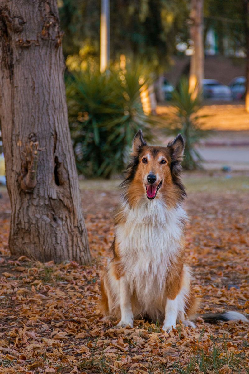 You don't always need to explain a bad day - these dog breeds may notice the change before anyone else 2 Rough Collie