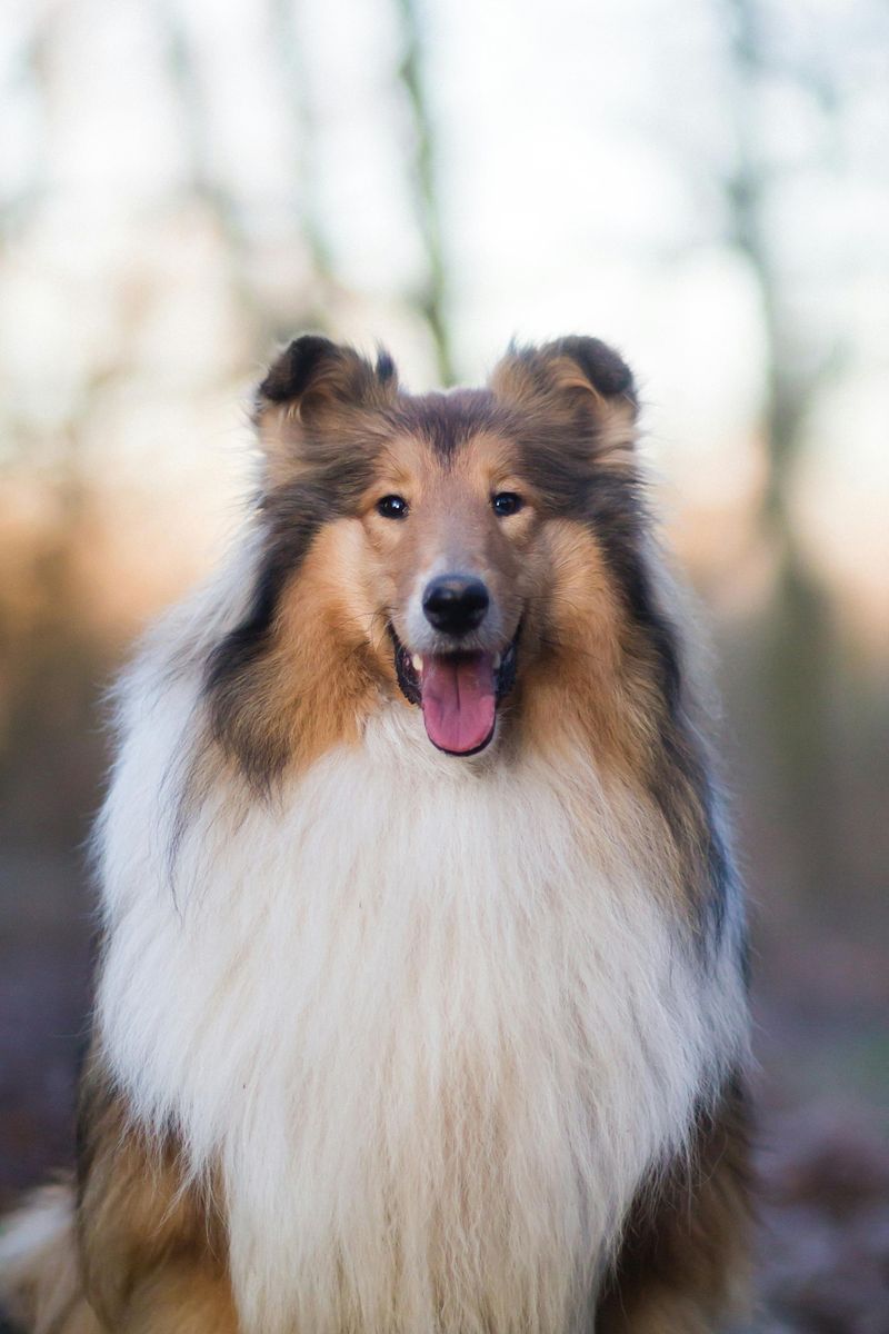 Rough Collie