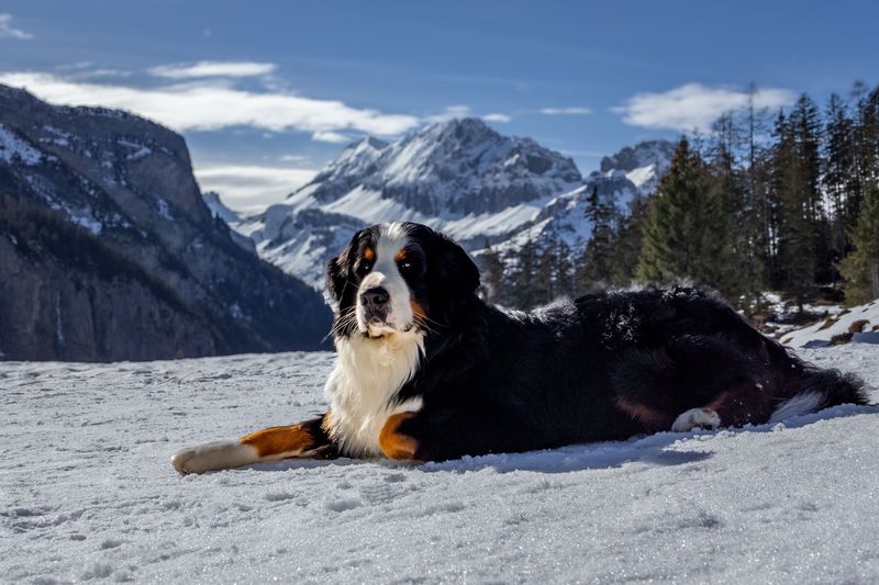 Some dog breeds are perfectly happy slowing life down once the adventure is over 6 Bernese Mountain Dog