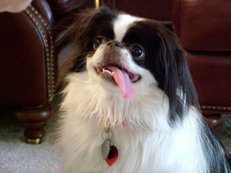 13 dogs that act like rain is a personal attack 8 Japanese Chin