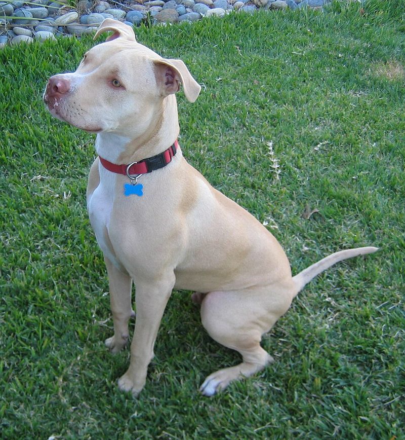 Shelter workers wish more people would notice these 11 wonderful dog breeds 2 American Pit Bull Terrier