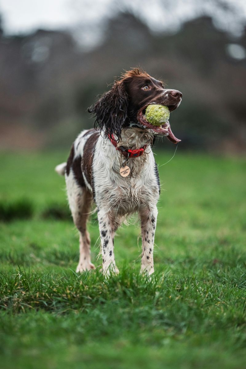13 breeds that do better with calm handling than constant hype 4 Field Spaniel