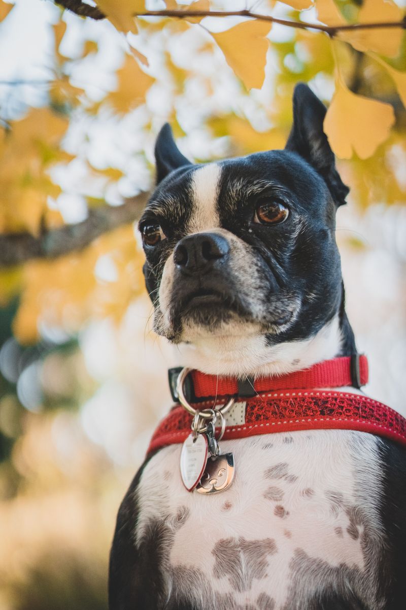 Meet these dog breeds once and it's easy to understand their fiercely loyal fan bases 9 Boston Terrier