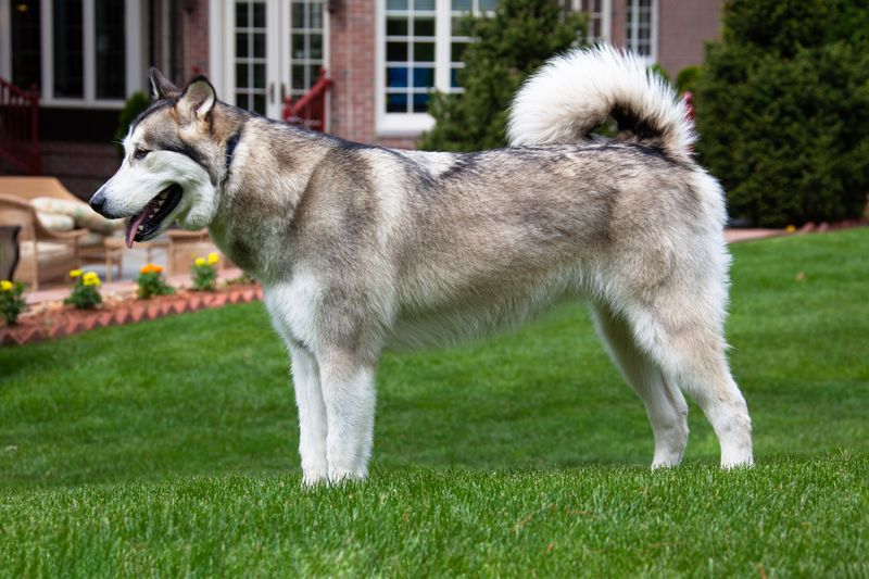 Alaskan Malamute: Strength Meets Stubbornness