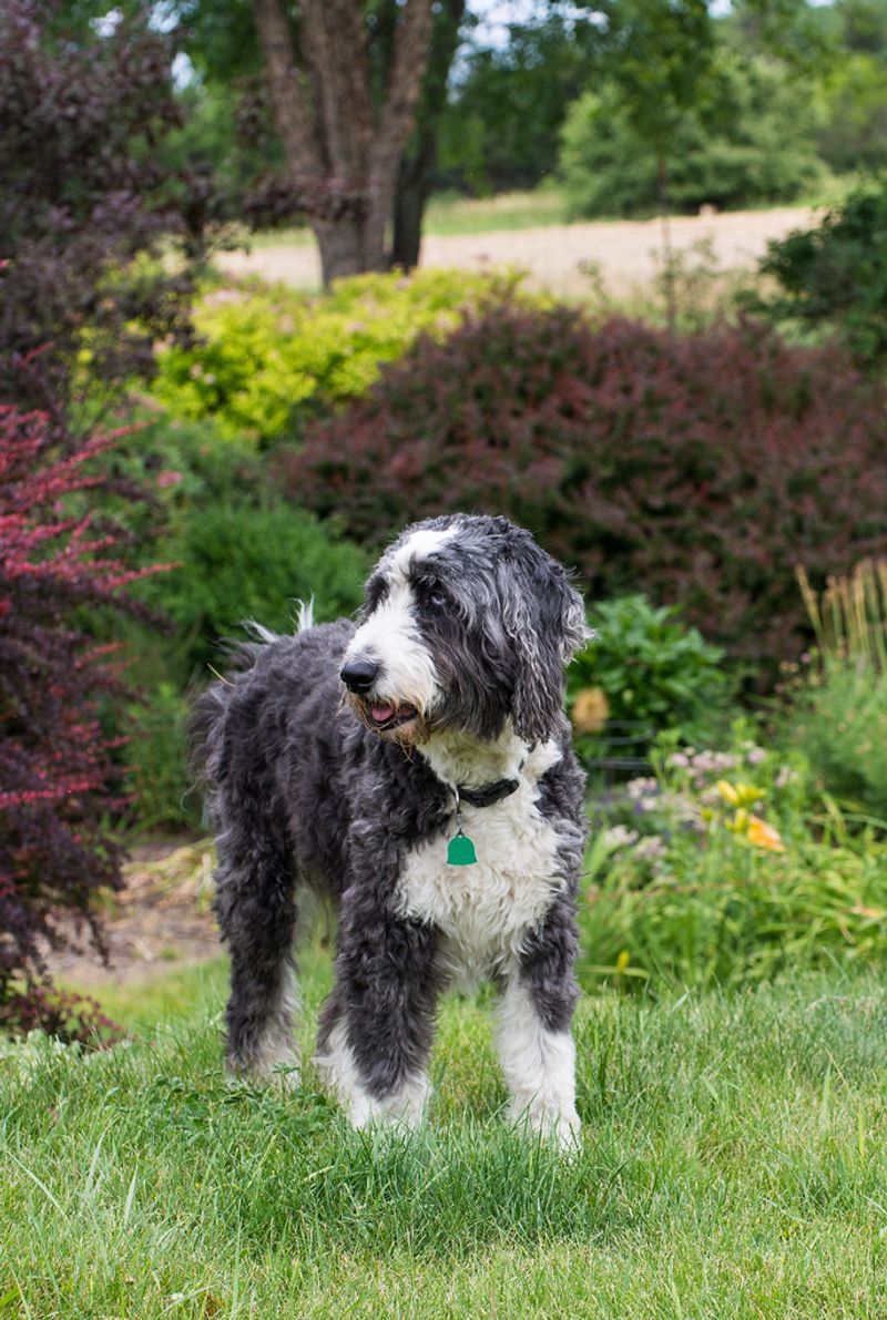 Aussiedoodle