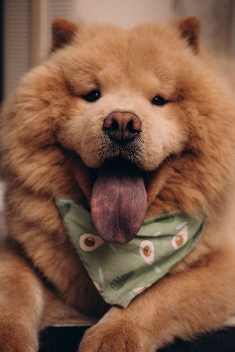 Some dogs keep strangers at a distance - Then completely change around their family 7 Chow Chow