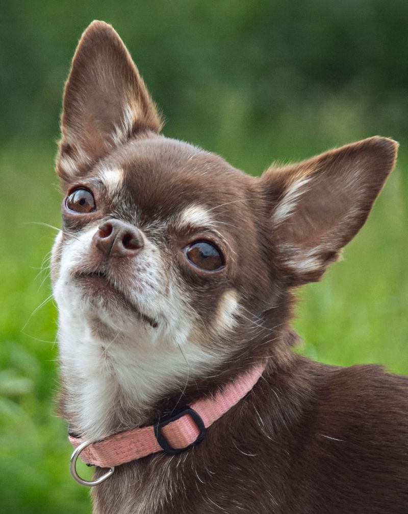 10 dogs that can turn five minutes of inconvenience into a performance worthy of an audience 5 Chihuahua