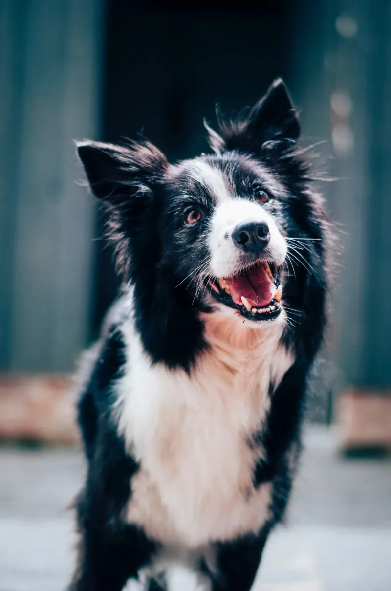 18 dog breeds that become clingy when they sense you are stressed 4 Border Collie