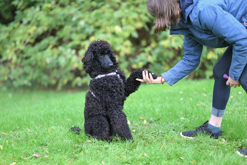 Standard Poodle