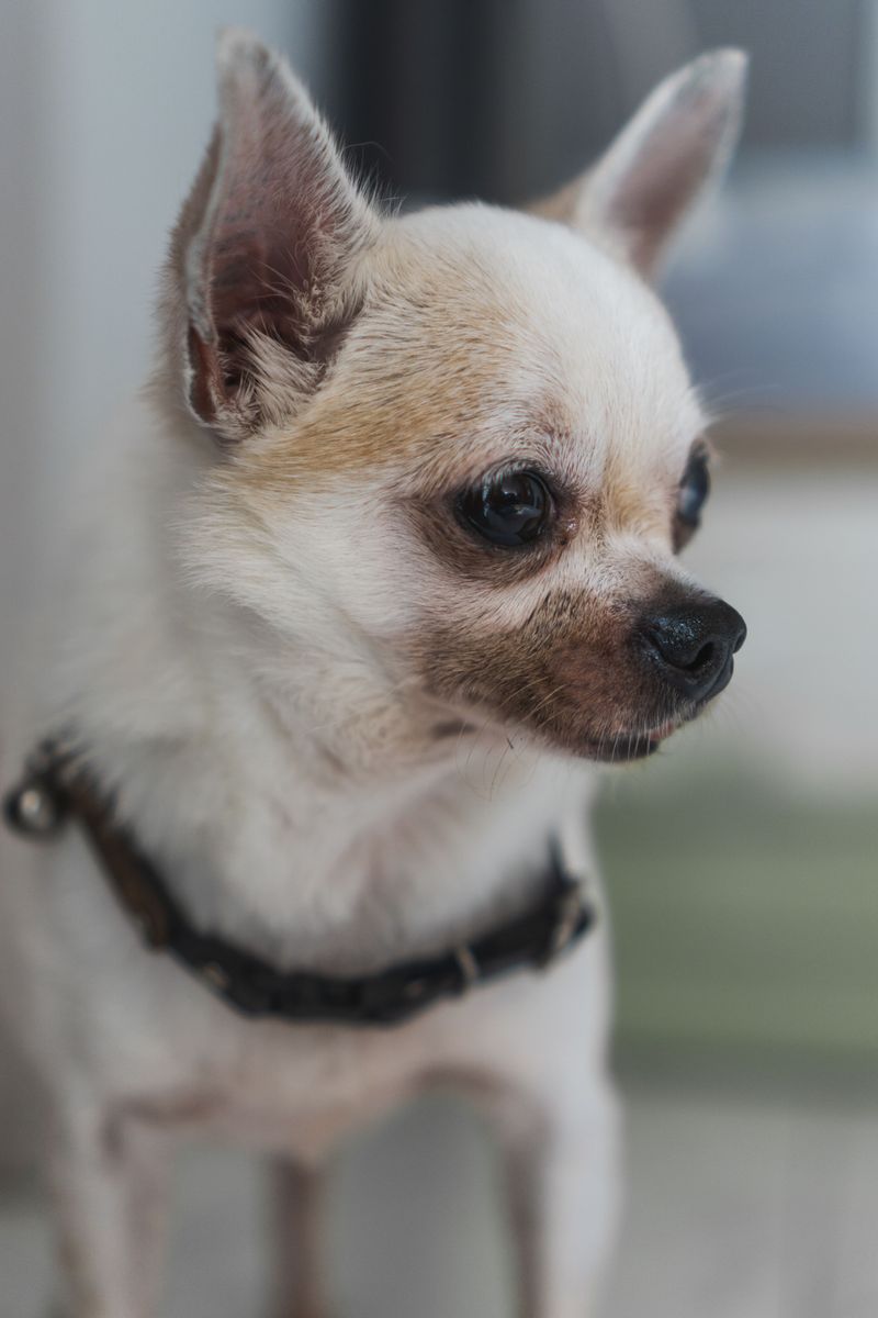 If personal space matters to you, these dogs may test that relationship immediately 6 Chihuahua