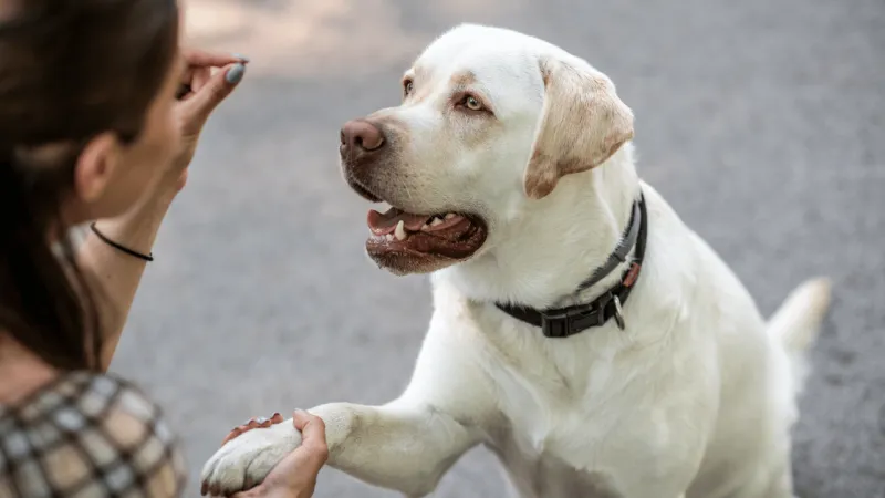 10 small acts that can make a huge difference for shelter dogs 9 Spend time socializing shy dogs
