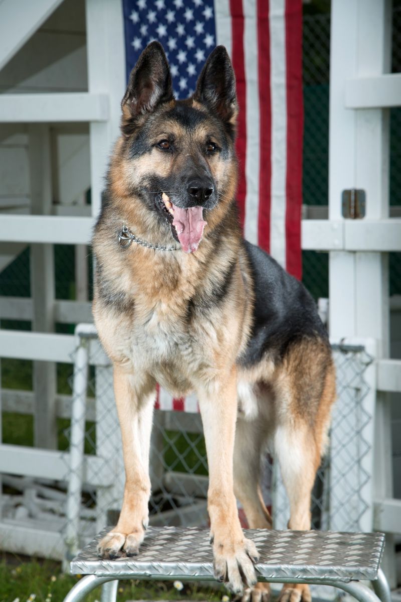 German Shepherd - The alert analyst