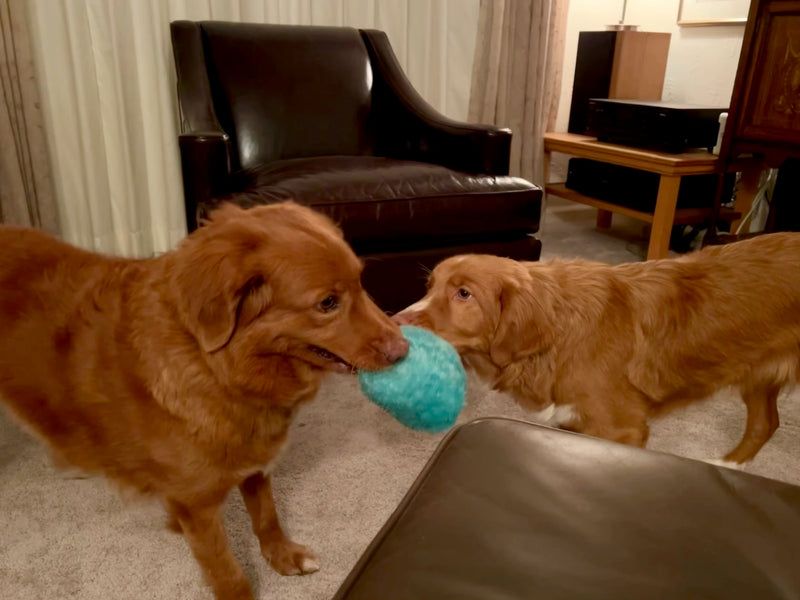 brings toys to them first