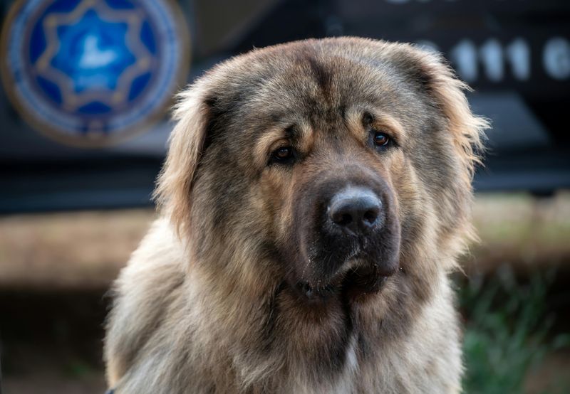 Caucasian Shepherd