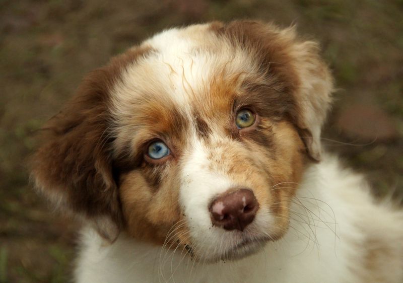 Want a dog that makes you think too? These clever breeds can keep their owners mentally involved 3 Australian Shepherd - the energetic strategist