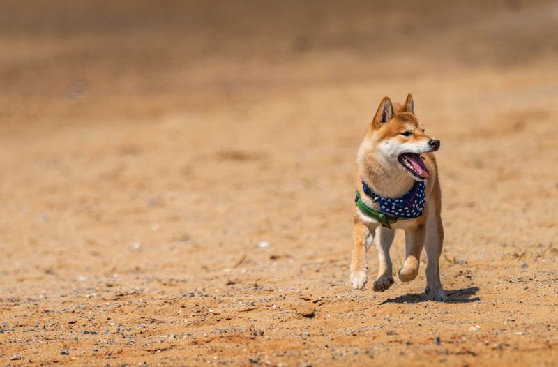 The real personality of these dog breeds only appears after they settle into a family 3 Shiba Inu