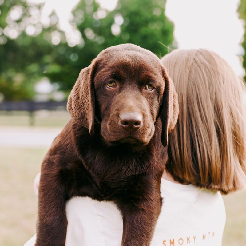 Labrador Retriever