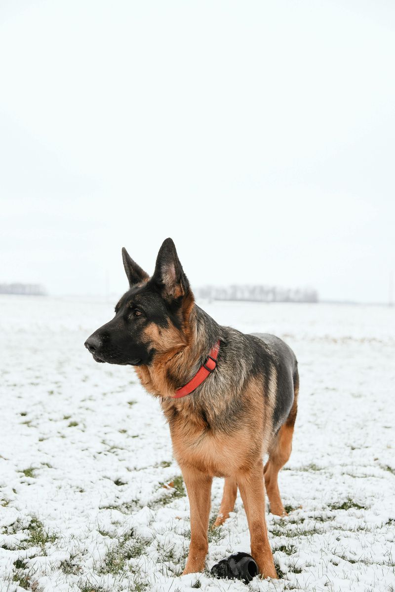 German Shepherd
