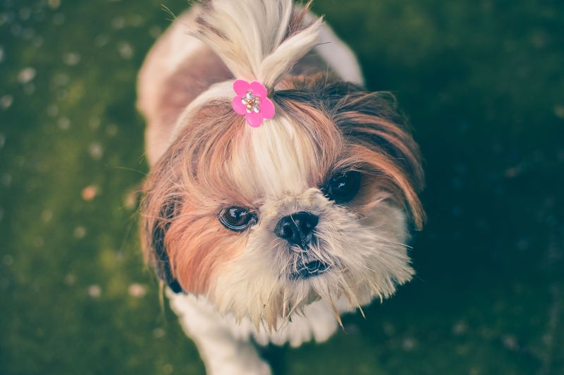 Fall in love with these dogs first and you may discover the maintenance schedule later - A few breeds flip that script 5 Shih Tzu: Royal Looks, Daily Duties