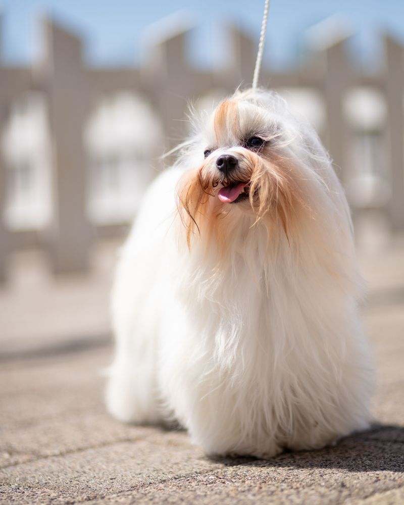 These 12 dog breeds would rather spend one perfect afternoon with you than meet a hundred new people 9 Maltese