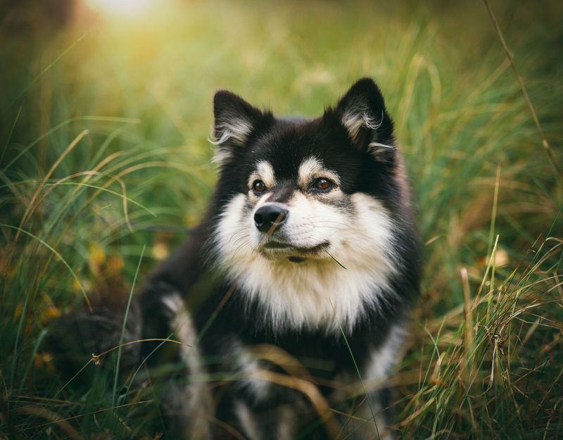 A calm first response is one of the qualities owners appreciate most about these companions 5 Finnish Lapphund