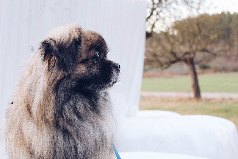 Warm day, short walk, no problem? These breeds can prove that assumption wrong surprisingly fast 10 Pekingese