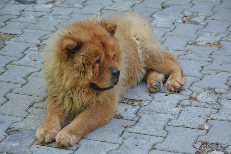 Give these dog breeds time - their most affectionate chapter may begin years after you bring them home 4 Chow Chow