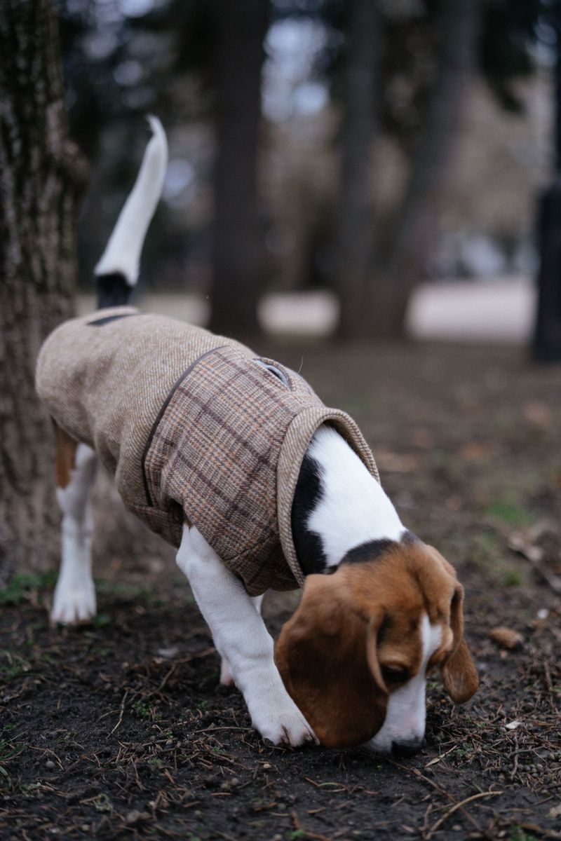 Friendly by nature, these dog breeds rarely become overbearing 6 Beagle