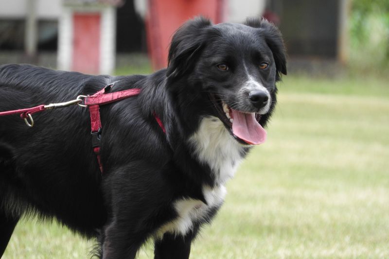 These 11 breeds often become more confident and relaxed with a canine companion 6 Border Collie