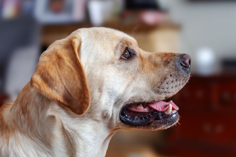Some dogs take months to decide you're their person - These breeds may start much sooner 3 Labrador Retriever