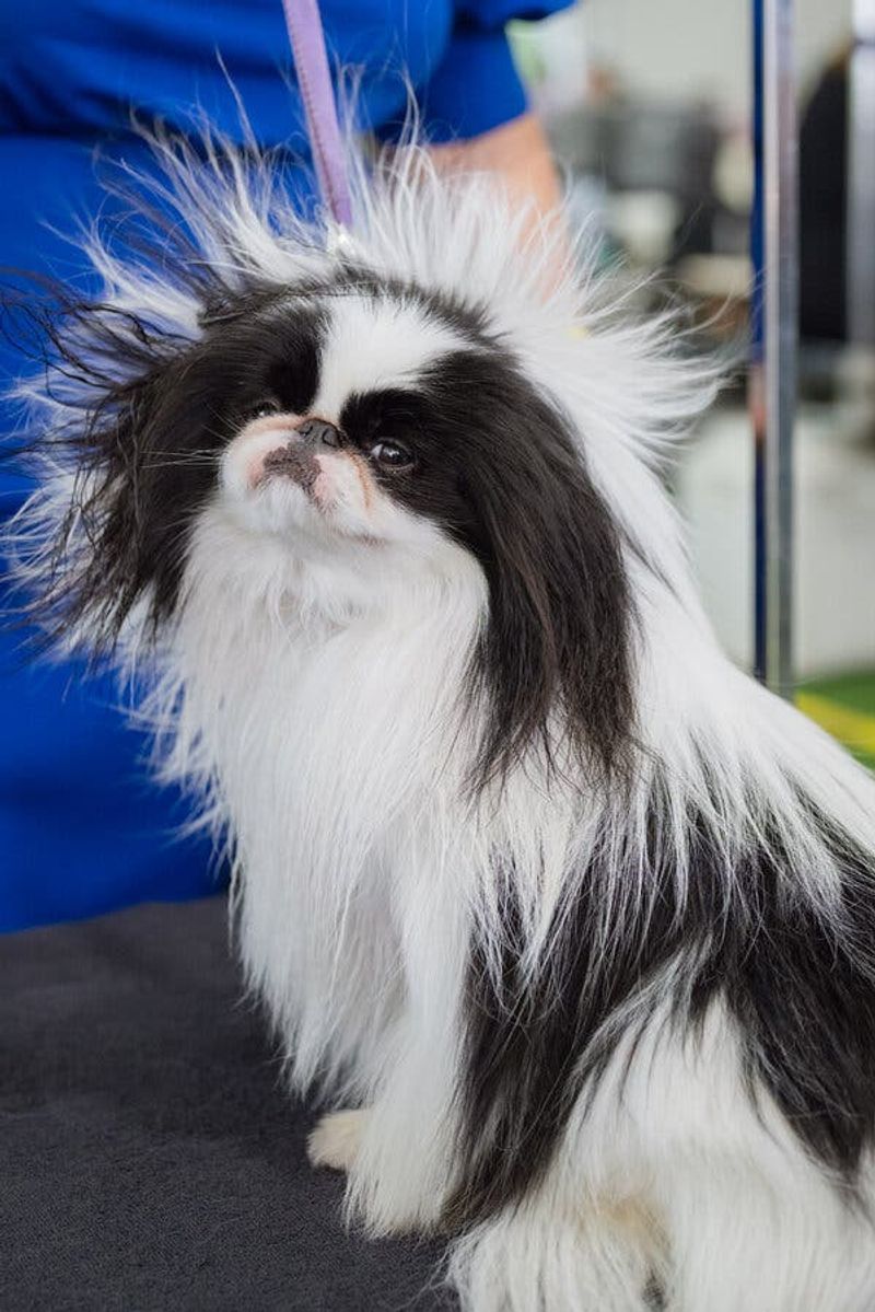Japanese Chin