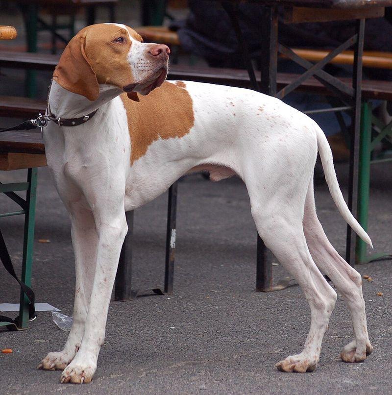 English Pointer