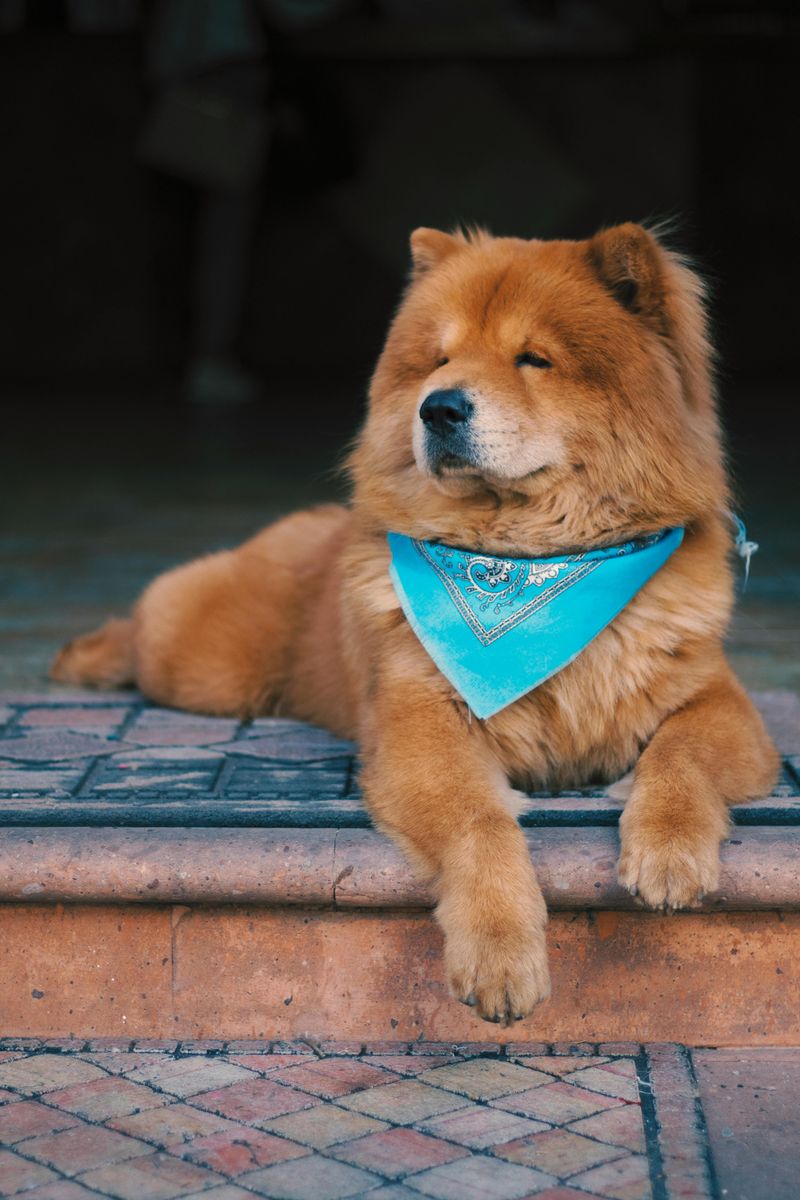 Before You Call It “Stubborn,” See 10 Dog Breeds That Are Actually Independent Thinkers 4 Chow Chow