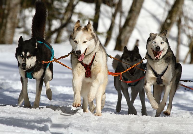 Before unclipping the leash, remember what some of these dogs were originally bred to chase 7 Siberian Husky: A Pulling Dog With Hunting Instincts