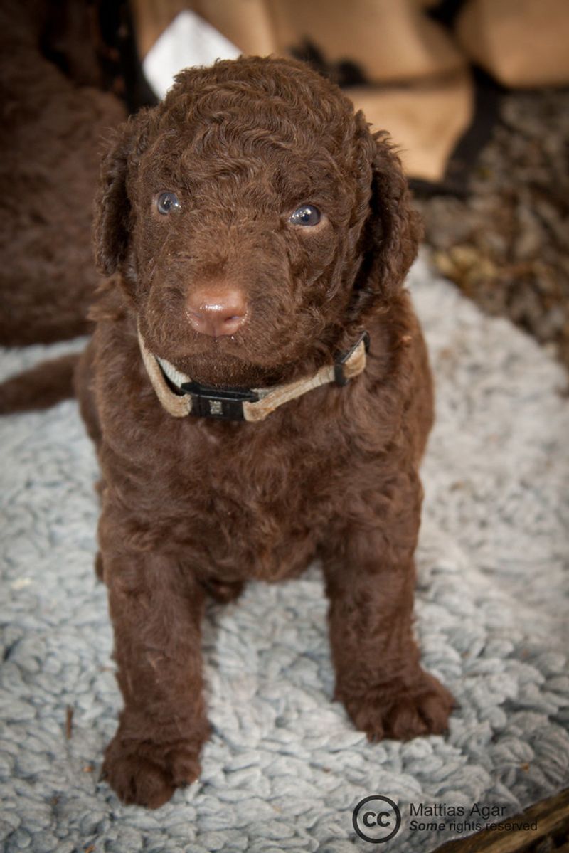Curly-Coated Retriever
