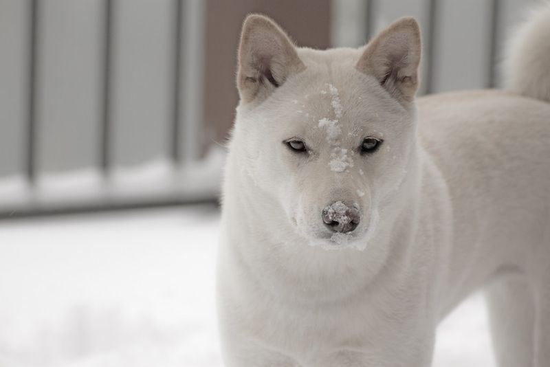 Viral videos made these 14 dog breeds famous – plus 3 that should be next 6 Shiba Inu