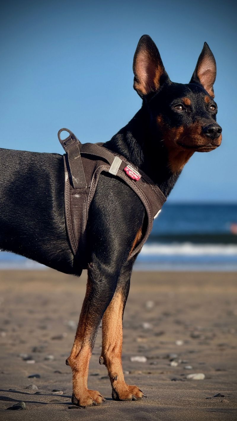 Miniature Pinscher: Little Firecracker in Warm Weather