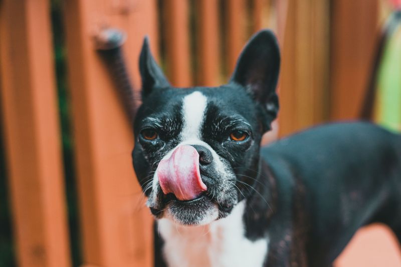 Dinner is never just dinner for these breeds - It's something worth getting excited about 13 Boston Terrier