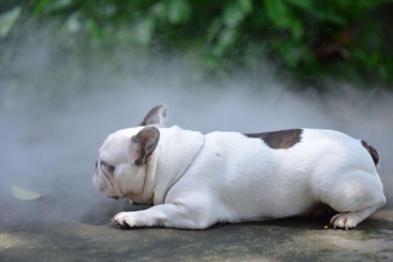 One feeding approach doesn't necessarily suit every dog - Individual needs matter 8 French Bulldog - Airway-aware portions