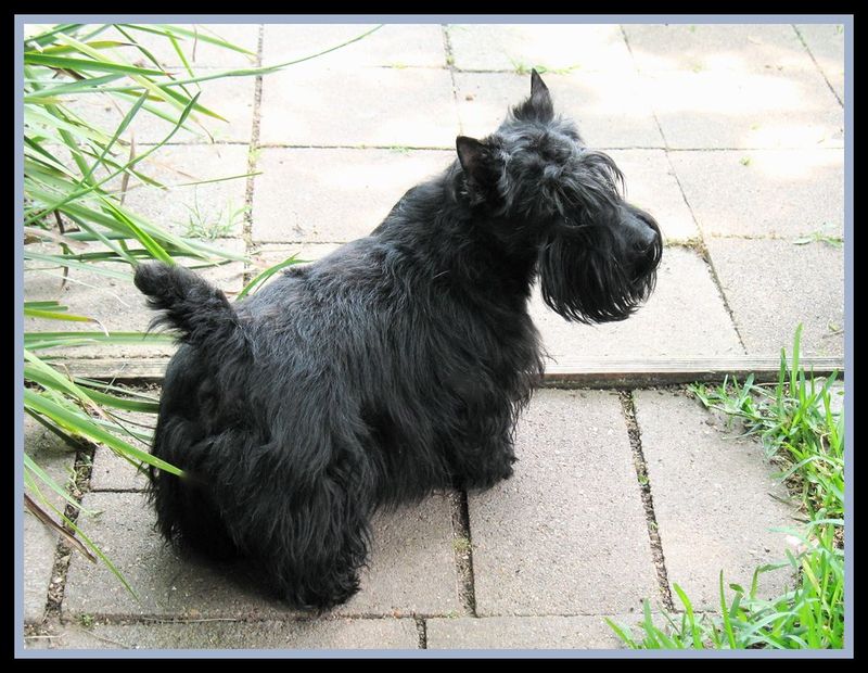 16 dog breeds that love you deeply without acting clingy 6 Scottish Terrier